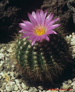 Notocactus cv. purpureus    